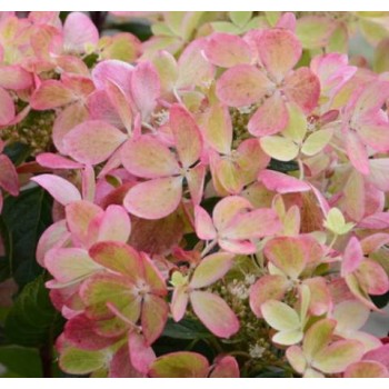 Skarainā hortenzija ,,Pastelgreen,, /Hydrangea paniculata/ - P12 kont.