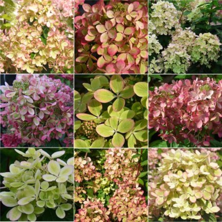 Skarainā hortenzija ,,Pastelgreen,, /Hydrangea paniculata/ - P12 kont.