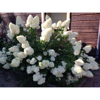 Hortenzija, skarainā ,,Polar Bear,, /Hydrangea paniculata/ - P12 kont.