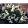 Skarainā hortenzija ,,Polar Bear,, /Hydrangea paniculata/ - P9 kont.