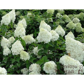 Hortenzija, skarainā ,,Polar Bear,, /Hydrangea paniculata/ - P12 kont.