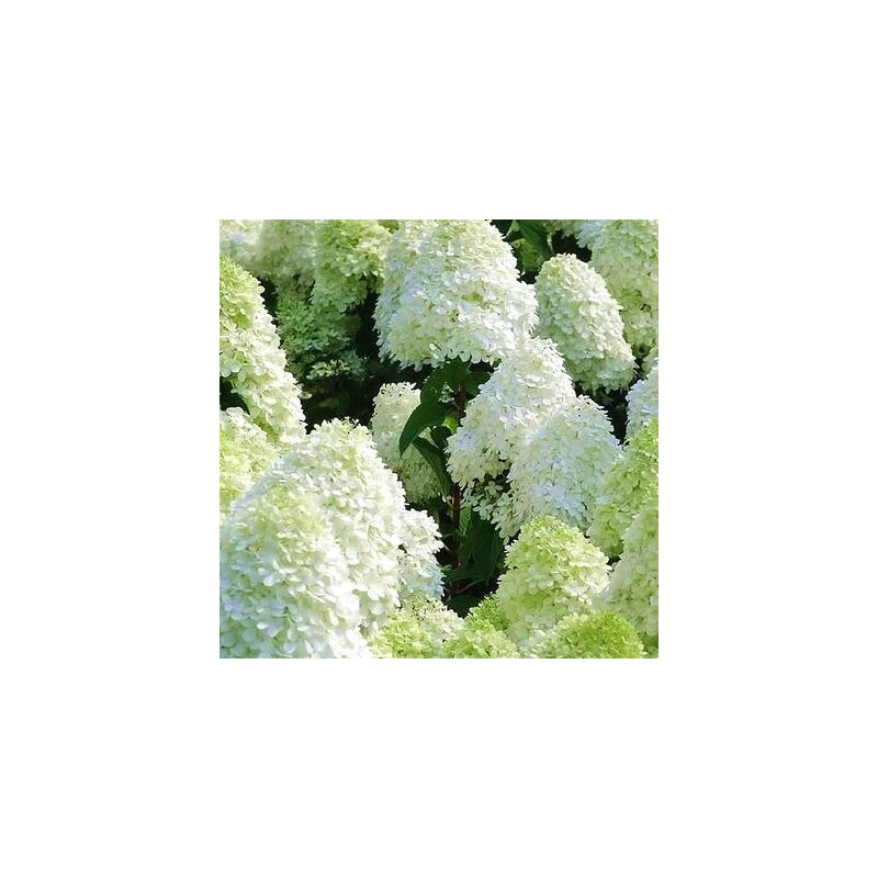 Skarainā hortenzija ,,Polar Bear,, /Hydrangea paniculata/ - P9 kont.