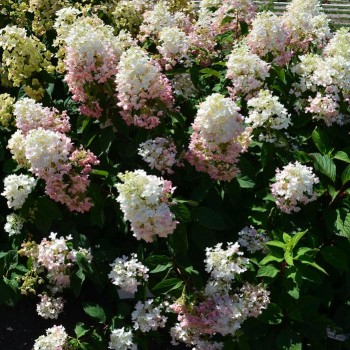 Skarainā hortenzija ,,Tickled Pink,, /Hydrangea paniculata/ - P9 kont.