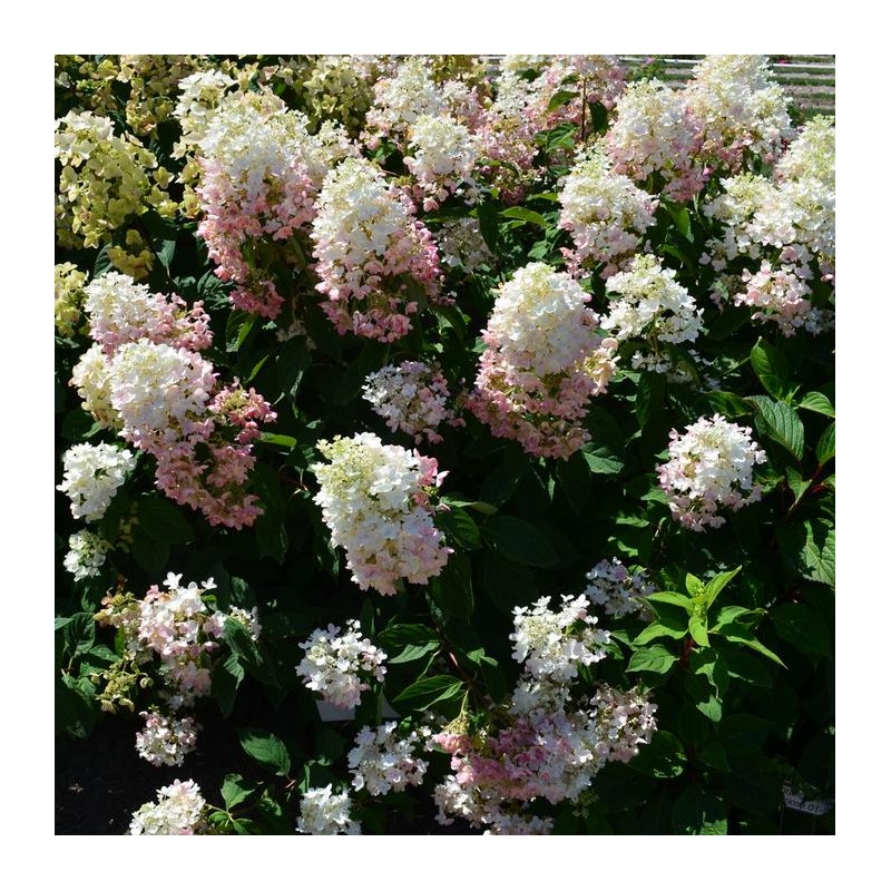 Skarainā hortenzija ,,Tickled Pink,, /Hydrangea paniculata/ - P9 kont.
