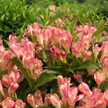 Veigela 'All Summer Peach' /weigela/ - C3 kont.