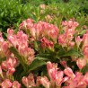 Veigela 'All Summer Peach' /weigela/ - C3 kont. - JŪNIJS