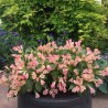Veigela 'All Summer Peach' /weigela/ - C3 kont.