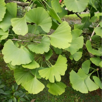 Ginka koks /ginkgo biloba/ - P9 kont.