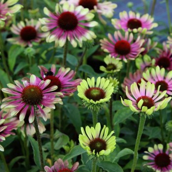 Ehinācija, purpura 'Green Twister' /Echinacea purpurea/ - P12 kont.