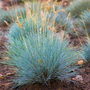 Zilganā auzene 'Elijah Blue'/Festuca glauca/ - P9 kont.