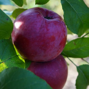 Ziemas ābele ,,Novomac,, /malus domestica/ - 120-160cm