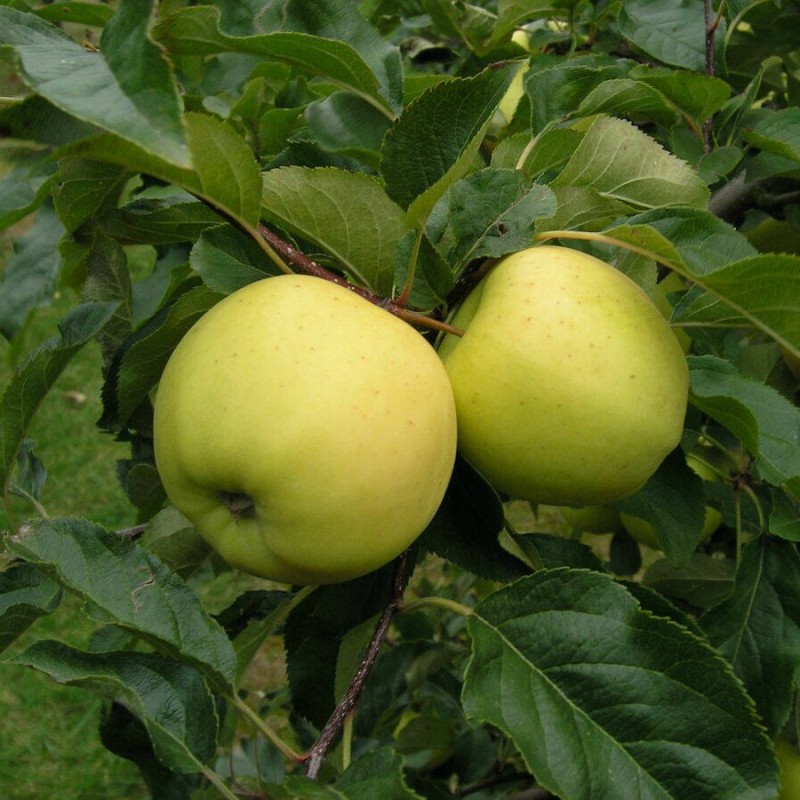 Ābele, vasaras ,,Baltais dzidrais,, /malus domestica/