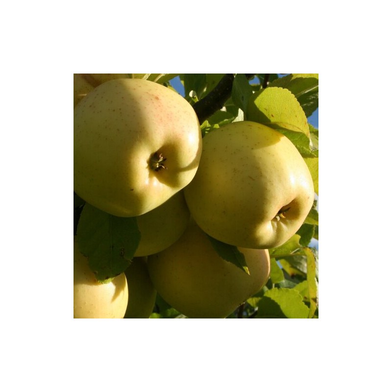 Vēla vasaras ābele "Berženinku Ananas"  /Malus domestica/ - 120-160cm