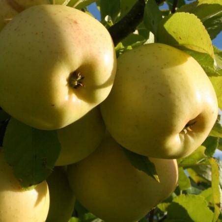 Ābele, vēlā vasaras "Berženinku Ananas"  /Malus domestica/