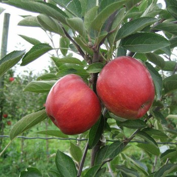 Rudens ābele "Čempions"...