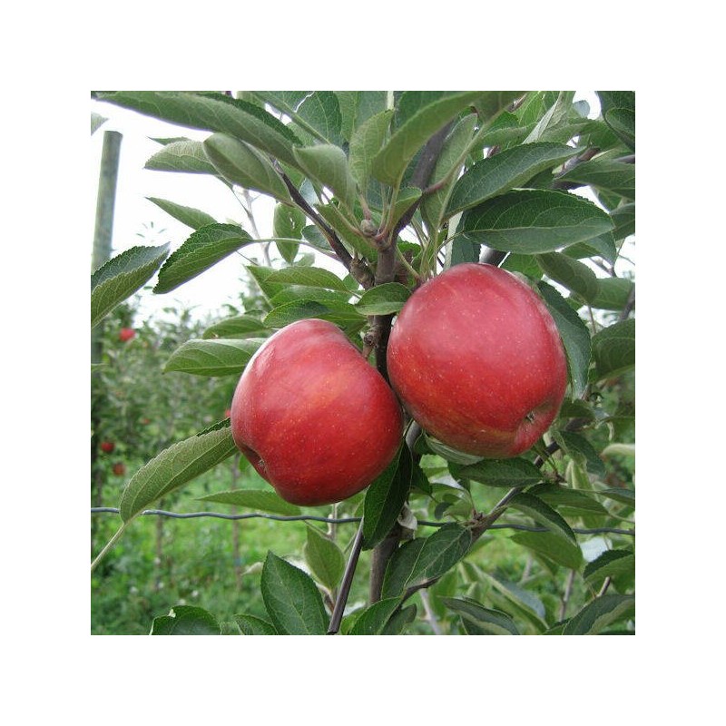 Rudens ābele "Čempions"  /Malus domestica/ - 120-160cm