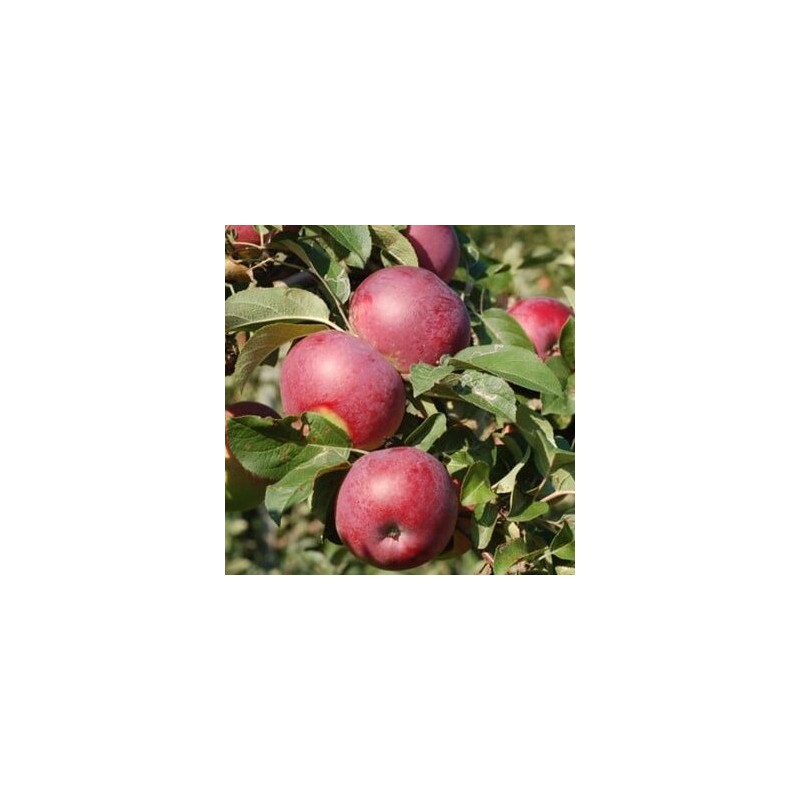 Ābele, ziemas "Lobo", /Malus domestica/