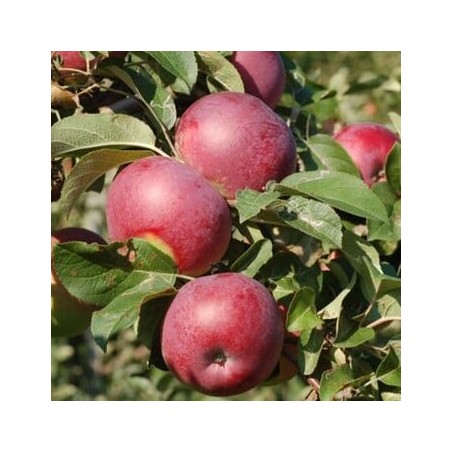 Ābele, ziemas "Lobo", /Malus domestica/