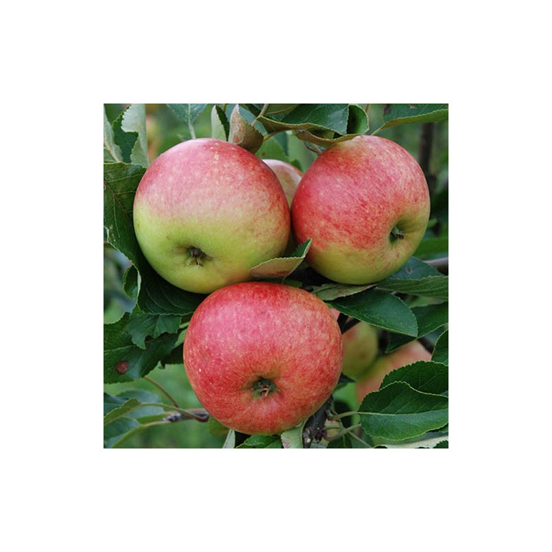 Ābele, rudens "James Grieve" /Malus domestica/