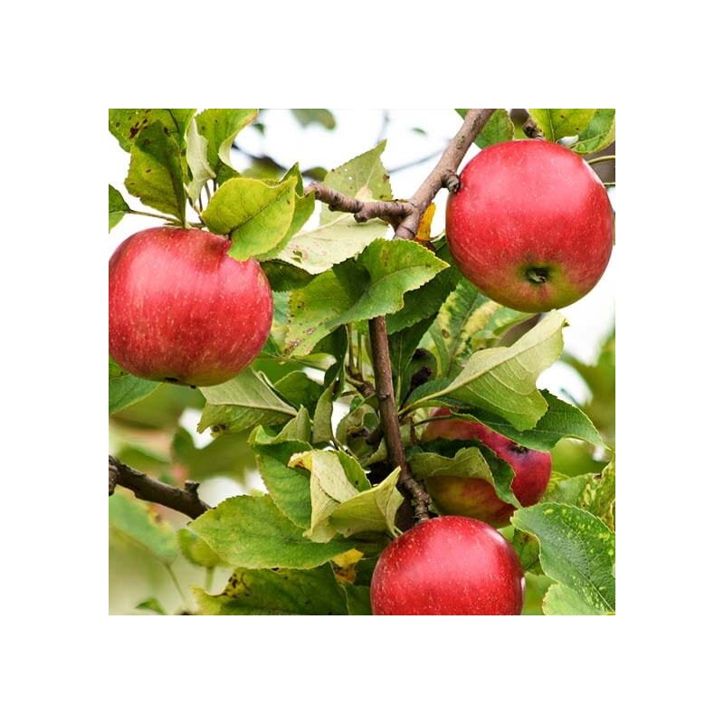 Ābele, vasaras "Close" /Malus domestica/