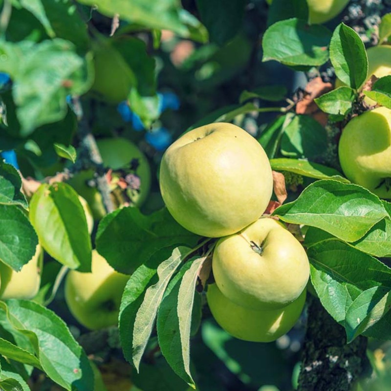 Vasaras ābele "Antonowka Maslowa" /Malus domestica/ - 120-160cm