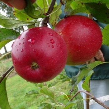 Vēlā rudens ābele "Ligol" /Malus domestica/ - 120-160cm