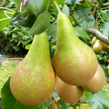 Rudens bumbiere...