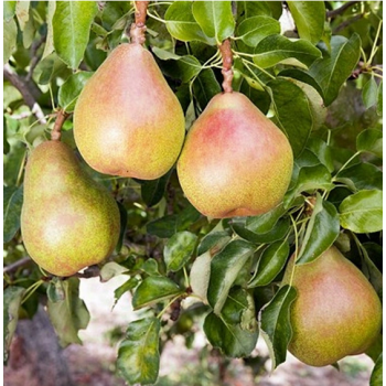 Rudens bumbiere ,,Carola,,...