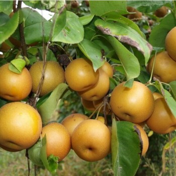 Rudens bumbiere ,,Chojuro,,...