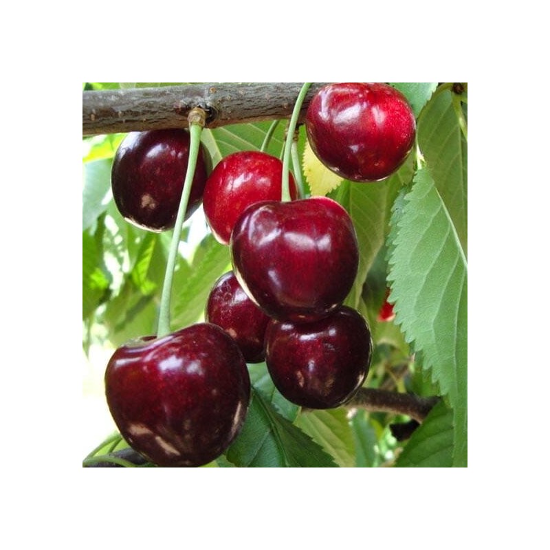 Ķirsis, saldais ,,Hedelfinska,, /prunus avium/ (vidēji vēlais)