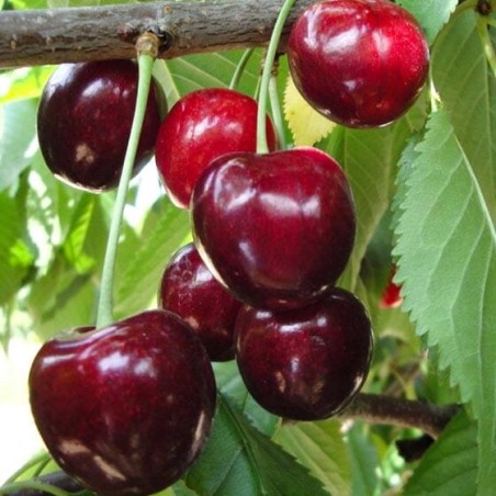 Ķirsis, saldais ,,Hedelfinska,, /prunus avium/ (vidēji vēlais)