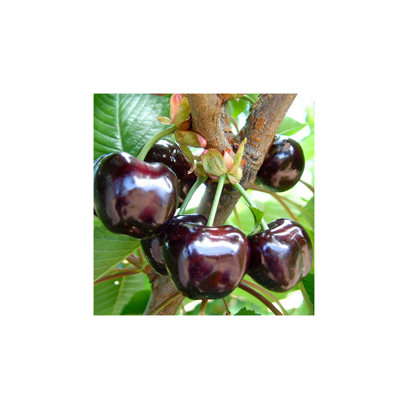 Ķirsis, saldais ,,Burlat,, /prunus avium/ (agrais)