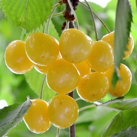 Ķirsis, saldais ,,Donissena Dzeltenais,, /prunus avium/ (agrais)