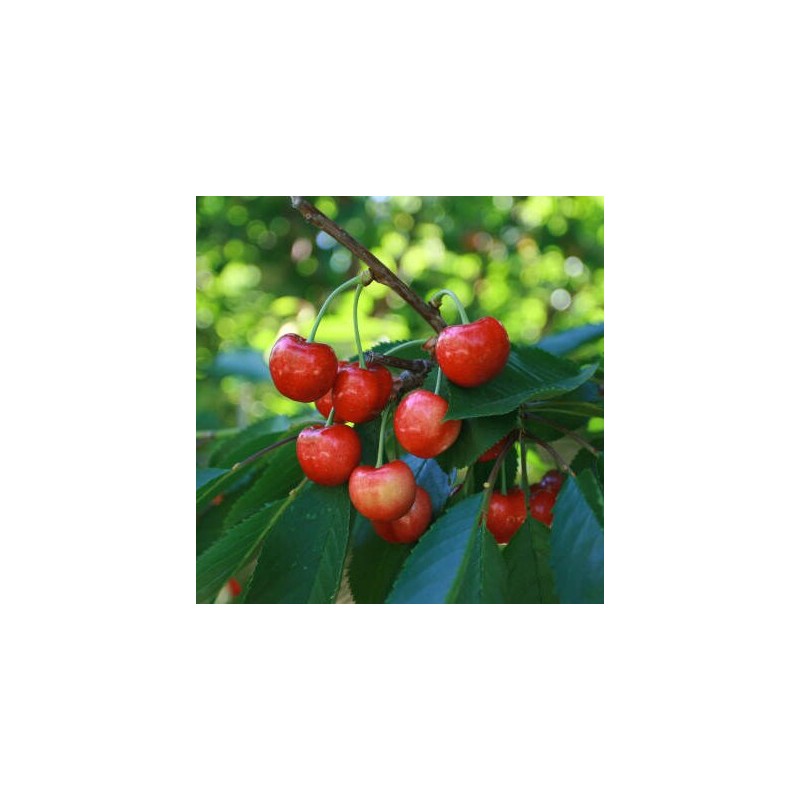 Saldais ķirsis ,,Buttnera Sarkanais,, /prunus avium/ (vidēji vēlais)