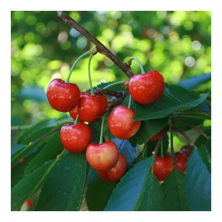 Saldais ķirsis ,,Buttnera Sarkanais,, /prunus avium/ (vidēji vēlais) - 140-180cm