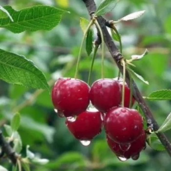 Ķirsis, saldais ,,Karina,, /prunus avium/ (vidēji vēlais)