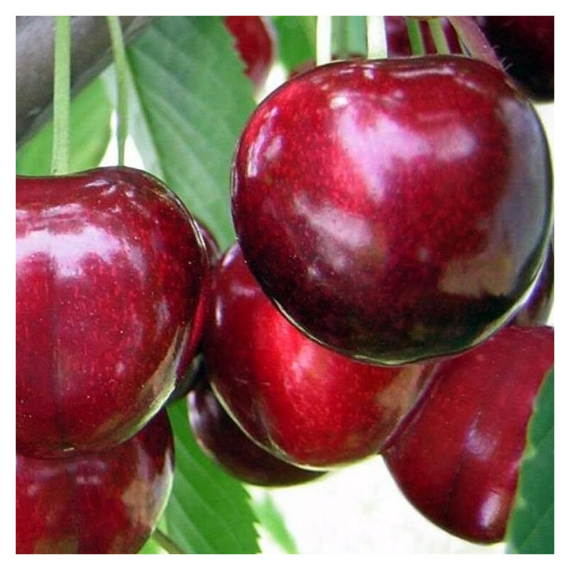 Ķirsis, saldais ,,Lapiņš,, /prunus avium/ (vidēji agrais)