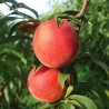 Persiks "Flamin Fury" /Prunus persica/ (vēlais) - 140-180cm