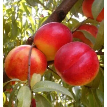 Nektarīns "Super Queen" /Prunus persica var. nupersica/ (agrais)  - 140-180cm