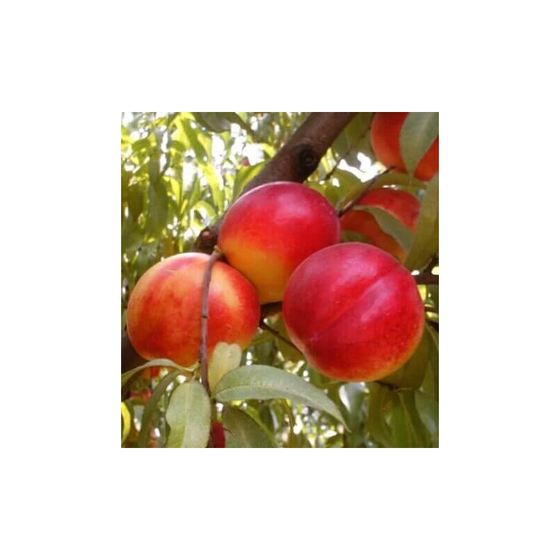 Nektarīns "Super Queen" /Prunus persica var. nupersica/ (agrais)  - 120-160cm