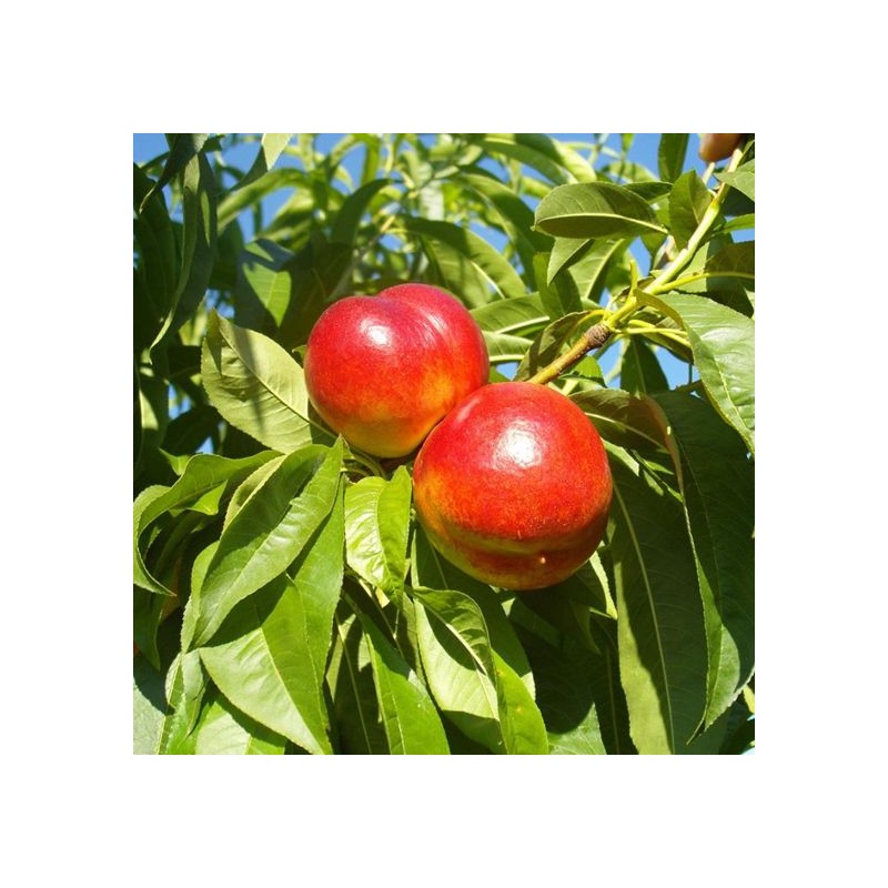 Nektarīns "Fantasia" /Prunus persica var. nupersica/ (vidēji vēlais)  - 140-180cm