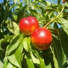 Nektarīns "Fantasia" /Prunus persica var. nupersica/ (vidēji vēlais)  - 140-180cm