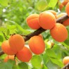 Aprikoze ,,Early Orange,, /prunus armeniaca/ (vidēji agrā) - 140-180cm