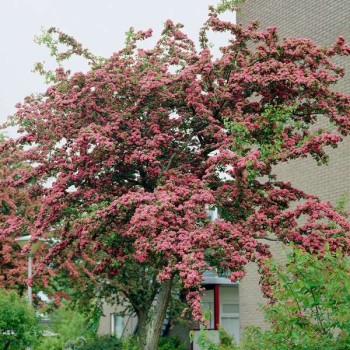 Divirbuļu vilkābele 'Paul's Scarlet' /crataegus x media/ - 160-180cm