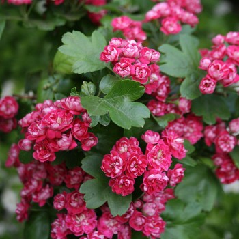 Divirbuļu vilkābele 'Paul's Scarlet' /crataegus x media/