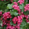 Divirbuļu vilkābele 'Paul's Scarlet' /crataegus x media/