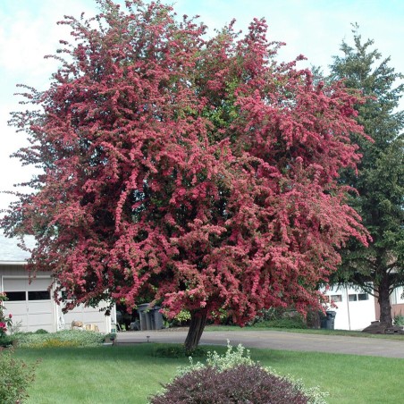 Divirbuļu vilkābele 'Paul's Scarlet' /crataegus x media/ - 160-180cm