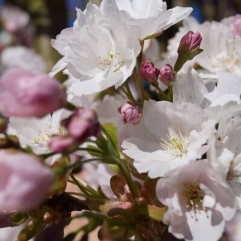 Japānas ziedu ķirsis - sakura ,,Amanogawa,, /Prunus serrulata/ - 150-160cm, C7 kont.
