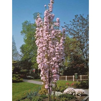 Japānas ziedu ķirsis - sakura ,,Amanogawa,, /Prunus serrulata/ - 150-160cm, C7 kont.