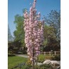 Japānas ziedu ķirsis - sakura ,,Amanogawa,, /Prunus serrulata/ - 150-160cm, C7 kont.